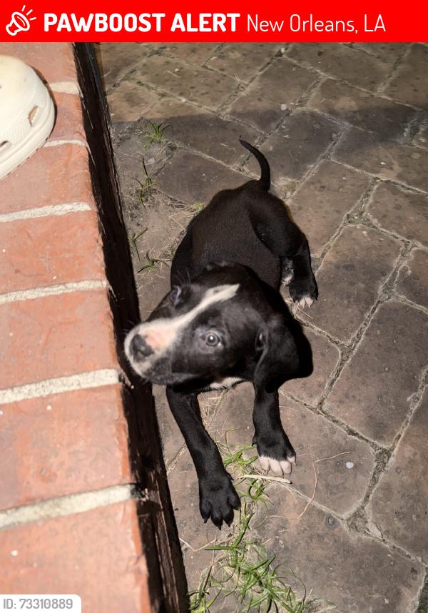 Lost Female Dog last seen Johnson, New Orleans, LA 70116