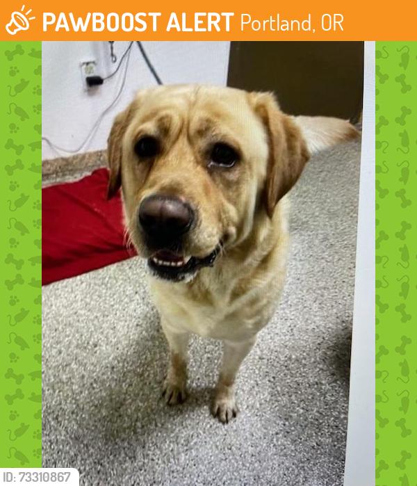 Found/Stray Male Dog last seen Near N Union Ct, Delta Park, Portland, OR 97217