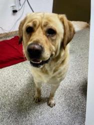 Found/Stray Male Dog last seen Near N Union Ct, Delta Park, Portland, OR 97217