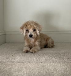 Reunited Female Dog last seen Near Beulah Rd and Leesburg PIke in Vienna, Vienna, VA 22182
