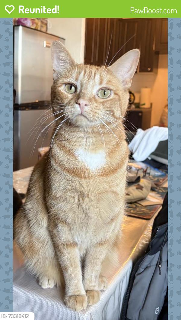 Reunited Female Cat last seen in the Eglinton and Kennedy area by Ionview, Toronto, ON M1K 2N7