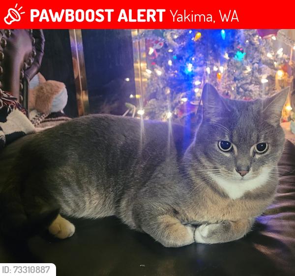 Lost Male Cat last seen Lincoln ave/ 40th... Missing from 36th, Yakima, WA 98902