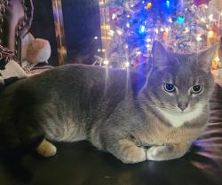 Lost Male Cat last seen Lincoln ave/ 40th... Missing from 36th, Yakima, WA 98902