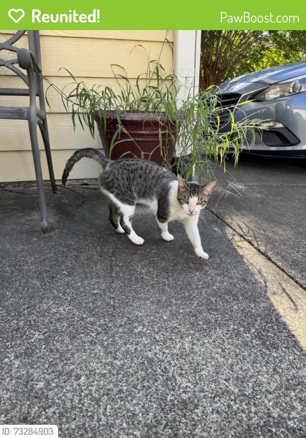 Reunited Female Cat last seen springmont neighborhood, Lawrenceville, GA 30043
