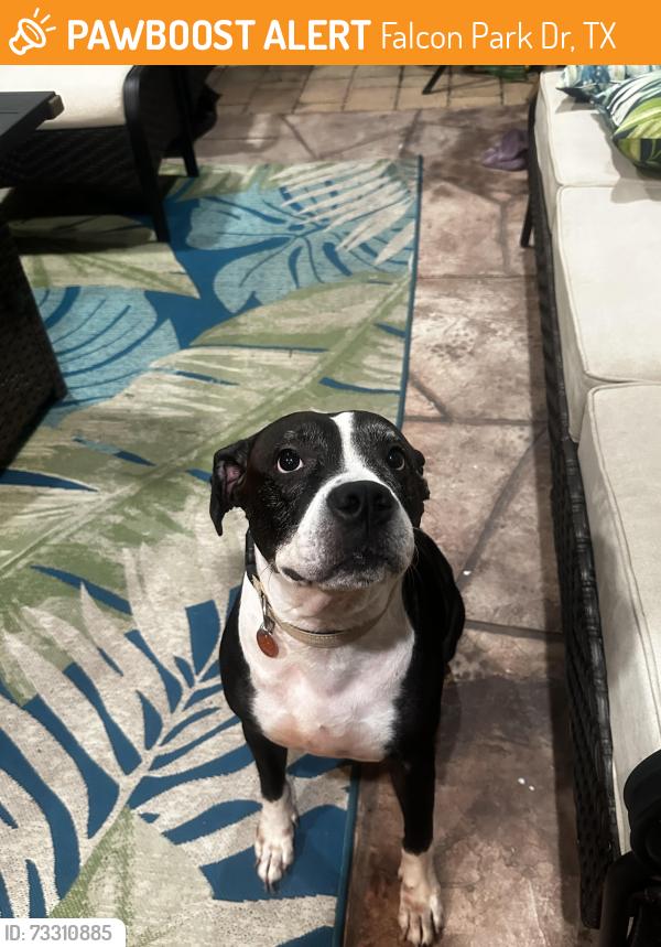 Found/Stray Female Dog last seen Between Broadstone Grand Parkway Apt. and Grand Villas at Cinco Ranch Apt., Falcon Park Dr, TX 77494