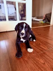 Lost Female Dog last seen Kerlerec and north johnson, New Orleans, LA 70116