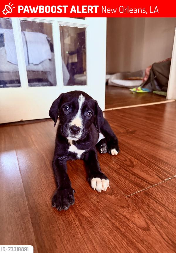 Lost Female Dog last seen Kerlerec and north johnson, New Orleans, LA 70116