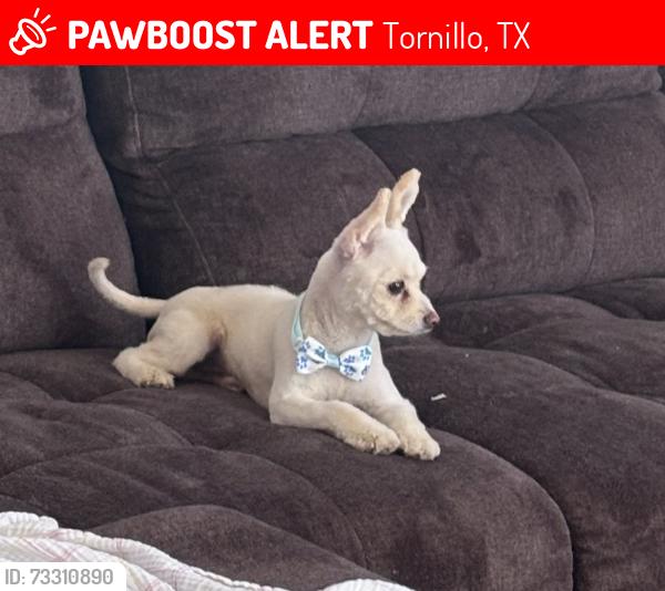 Lost Female Dog last seen Near Oil Mill & Drake St, Tornillo, TX 79853