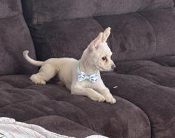 Lost Female Dog last seen Near Oil Mill & Drake St, Tornillo, TX 79853