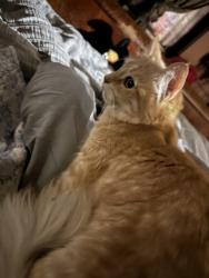 Reunited Female Cat last seen King Avenue, Fair Plain, MI 49022
