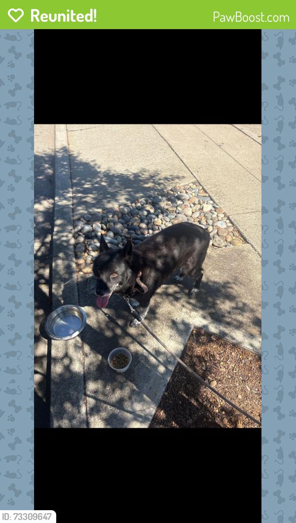 Reunited Female Dog last seen Inskip Dr, Campbell, CA 95008