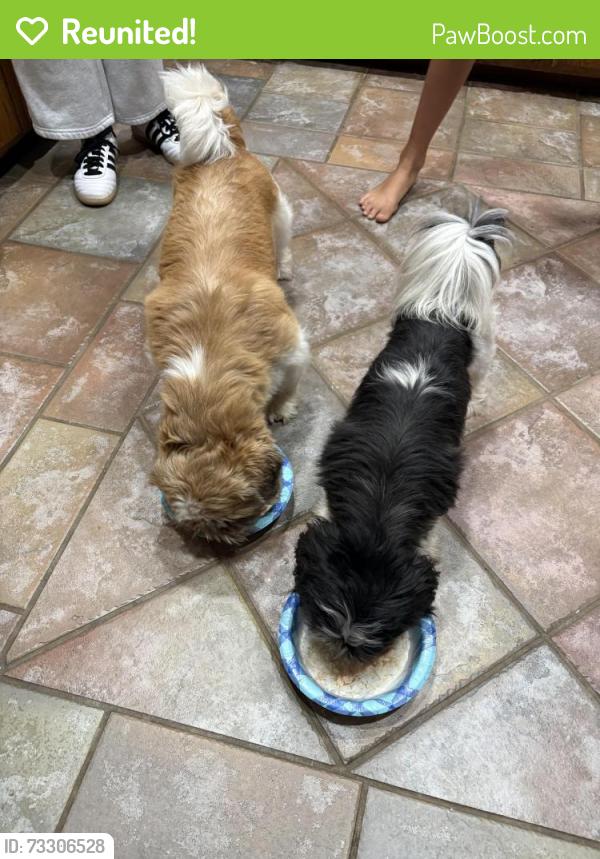 Reunited Male Dog last seen Morrison trail, bluff creek dr, Edmond, OK 73012