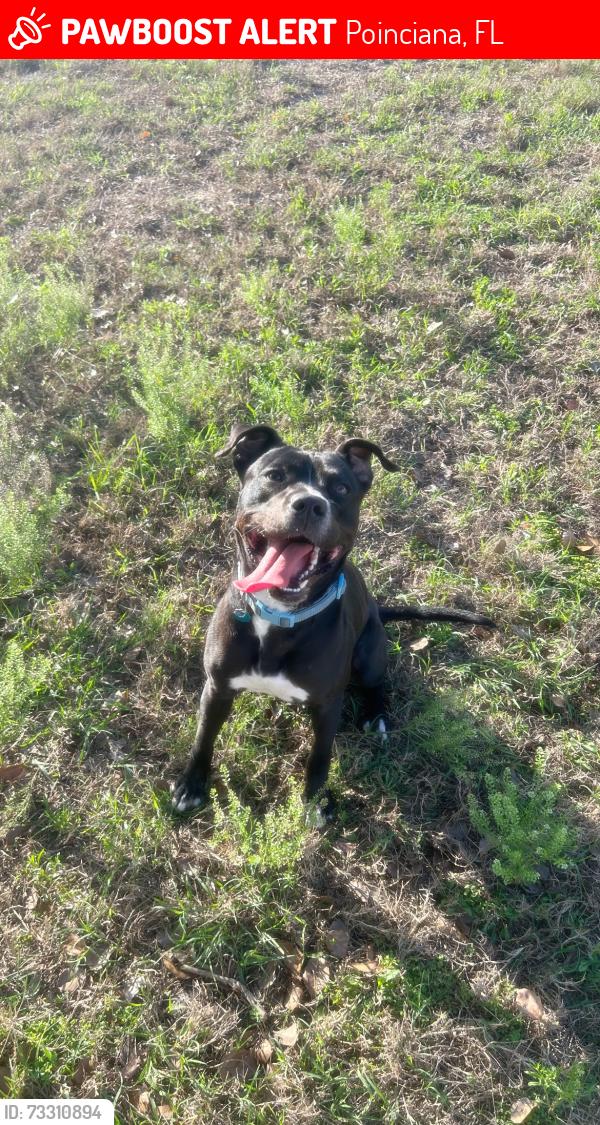 Lost Male Dog last seen Poinciana area, by DS station., Poinciana, FL 34759