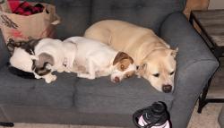 Reunited Male Dog last seen 31st ave & Deer Valley, Phoenix, AZ 85041