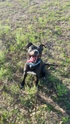 Lost Male Dog last seen Poinciana area, by DS station., Poinciana, FL 34759