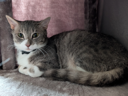 Reunited Male Cat last seen 55th Ave S & S 316 St, Auburn, WA 98001