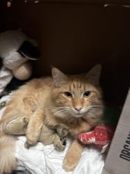 Reunited Male Cat last seen Brimridge Ln, Houston, TX 77048, USA, Houston, TX 77048