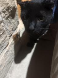Found/Stray Unknown Cat last seen Churchill st, College Station, TX 77840