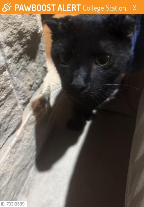 Found/Stray Unknown Cat last seen Churchill st, College Station, TX 77840