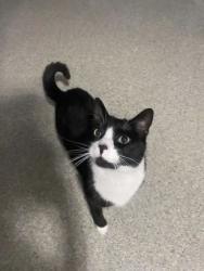 Reunited Male Cat last seen Western blvd / Schuab Dr, Raleigh, NC 27606