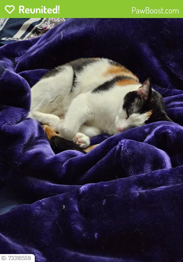 Reunited Female Cat last seen Lincoln st, Palmyra, PA 17078