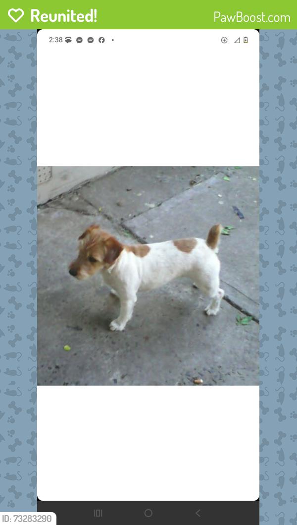 Reunited Female Dog last seen El Camino ave & Lexington, Sacramento, CA 95815