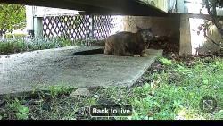Found/Stray Female Cat last seen Near the culdesac, Asheville, NC 28803
