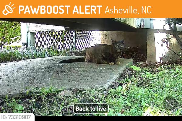 Found/Stray Female Cat last seen Near the culdesac, Asheville, NC 28803