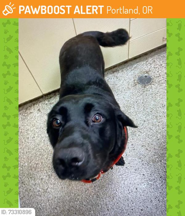 Found/Stray Male Dog last seen N Union Ct Delta Park, Portland, OR 97217