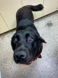 Found/Stray Male Dog last seen N Union Ct Delta Park, Portland, OR 97217