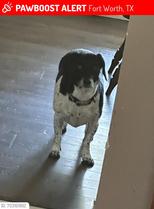 Lost Male Dog last seen Caylor and sunset cr so, Fort Worth, TX 76244