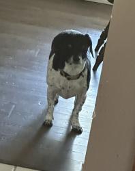 Lost Male Dog last seen Caylor and sunset cr so, Fort Worth, TX 76244