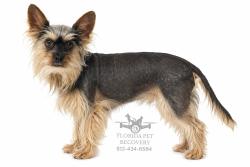 Lost Female Dog last seen Hwy 33 North, Old Combee Rd, Lakeland, FL 33805