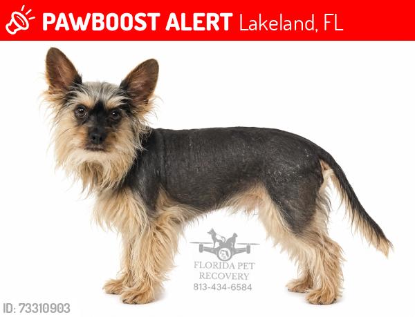 Lost Female Dog last seen Hwy 33 North, Old Combee Rd, Lakeland, FL 33805