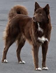 Reunited Male Dog last seen N Brighton St and W Clark Ave, Burbank, CA 91506