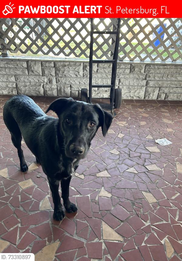 Lost Male Dog last seen Grace Lutheran church, St. Petersburg, FL 33714