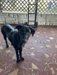 Lost Male Dog last seen Grace Lutheran church, St. Petersburg, FL 33714