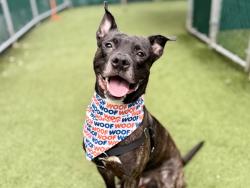 Shelter Stray Male Dog last seen dropped at 44th precinct: 2 E 169th St, Bronx, NY 10452, BRONX, NY, 10452, 326 E 110th St, New York, NY 10029, USA