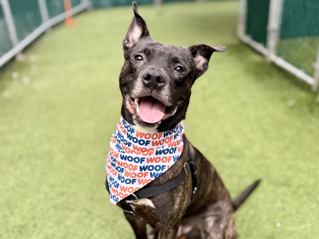 Shelter Stray Male Dog last seen dropped at 44th precinct: 2 E 169th St, Bronx, NY 10452, BRONX, NY, 10452, 326 E 110th St, New York, NY 10029, USA