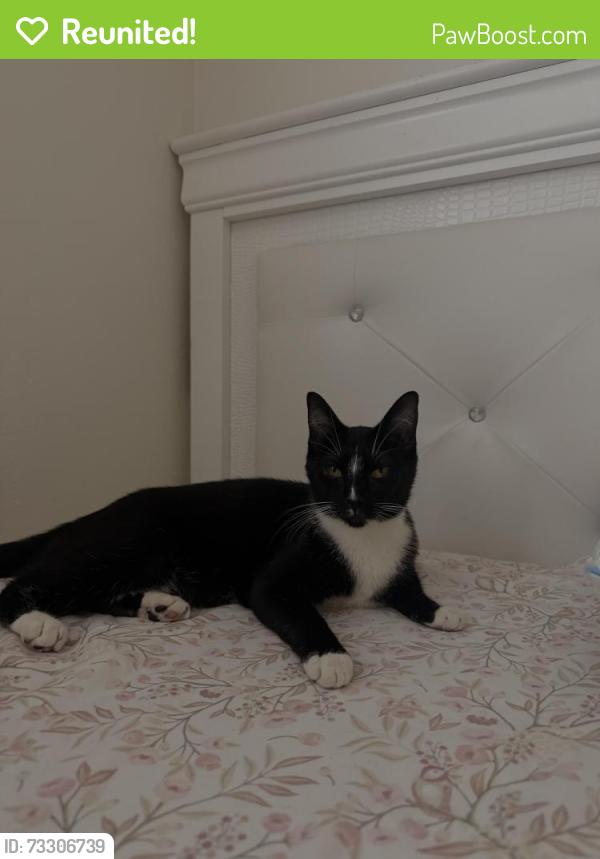 Reunited Female Cat last seen Empire and 13th street, San Jose, CA 95112