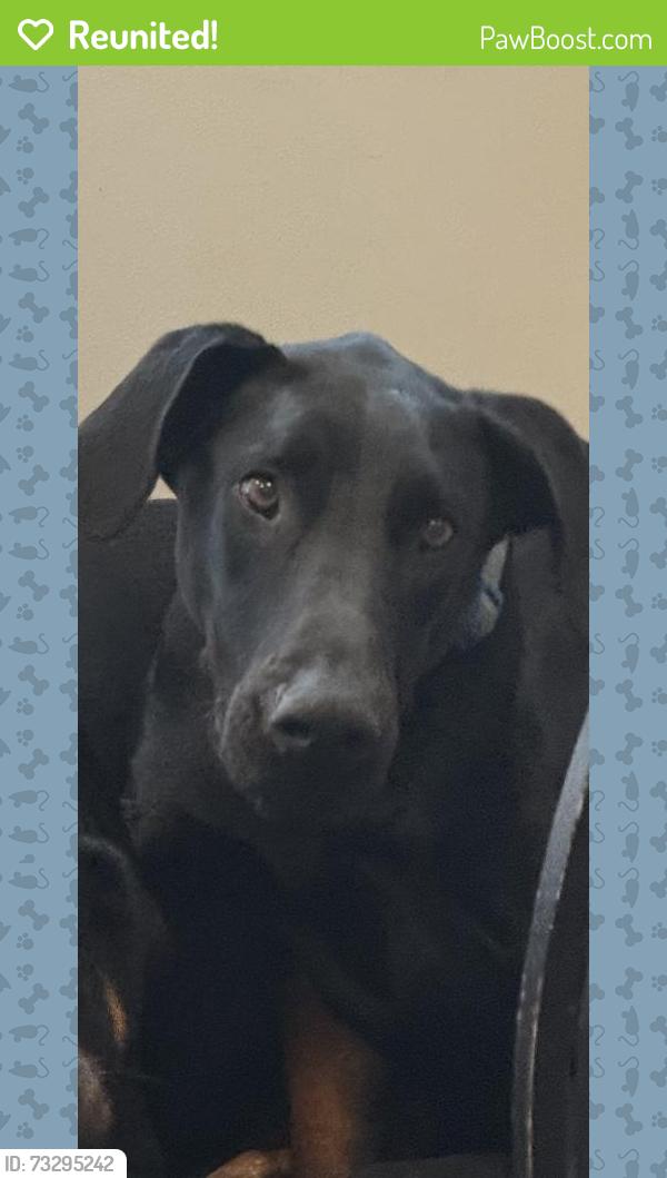 Reunited Female Dog last seen Rogers Rd and High Shoals Drive, Monroe, NC 28079