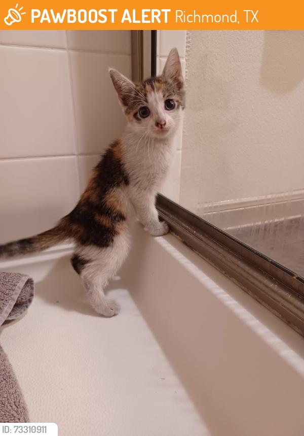 Found/Stray Female Cat last seen Mason/99, Richmond, TX 77406