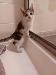 Found/Stray Female Cat last seen Mason/99, Richmond, TX 77406