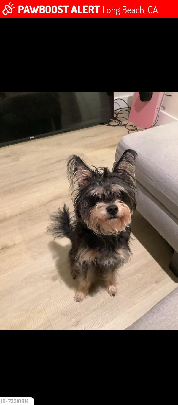 Lost Male Dog last seen Pine and hill, Long Beach, CA 90806