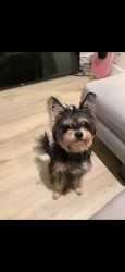 Lost Male Dog last seen Pine and hill, Long Beach, CA 90806