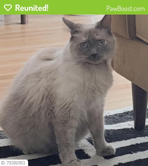 Reunited Female Cat last seen Strathern, Lesner, Los Angeles, CA 91406