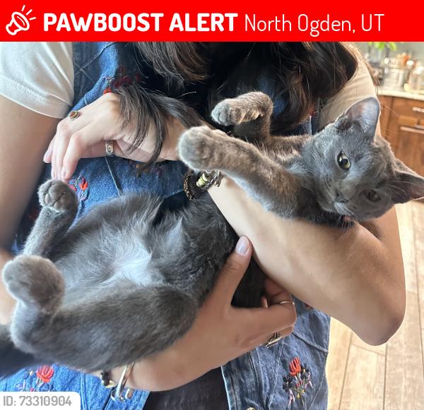 Lost Female Cat last seen Near east 3300 North, North Ogden, UT 84414