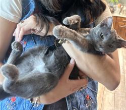Lost Female Cat last seen Near east 3300 North, North Ogden, UT 84414