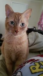 Lost Male Cat last seen Royal Green, in Royal Forest, Conroe, TX 77303