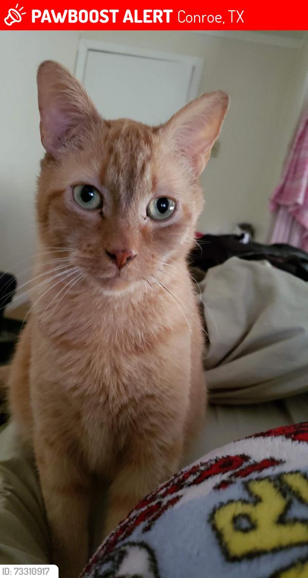 Lost Male Cat last seen Royal Green, in Royal Forest, Conroe, TX 77303